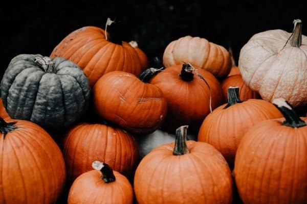 a bunch of pumpkins