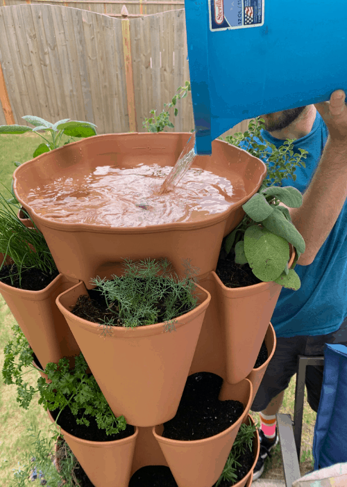 watering a greenstalk garden