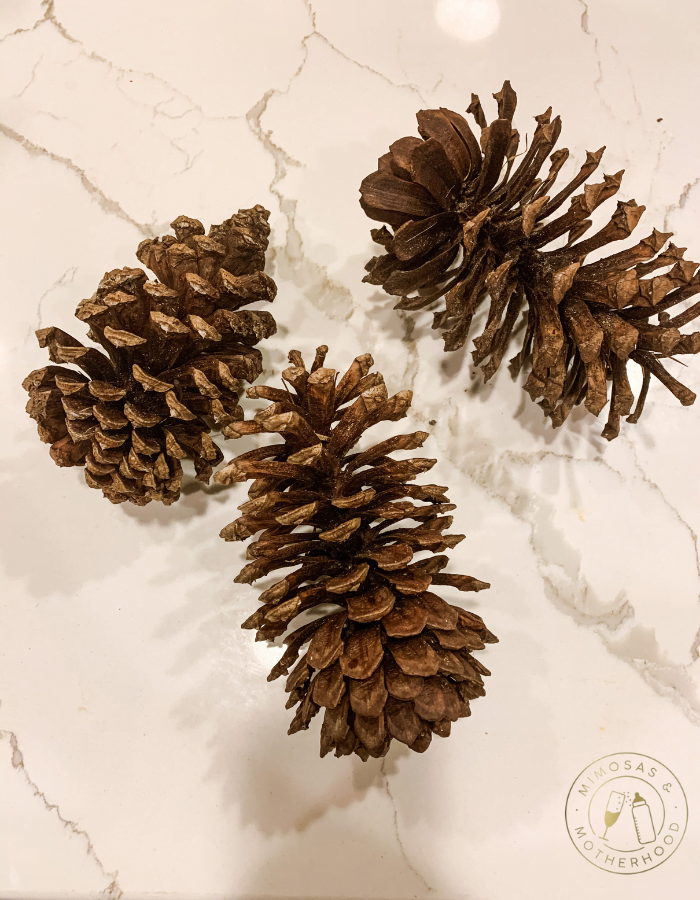 group of pinecones on counter