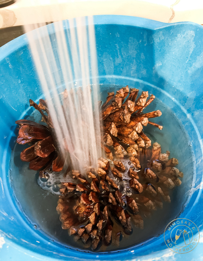 pinecones in a bucket