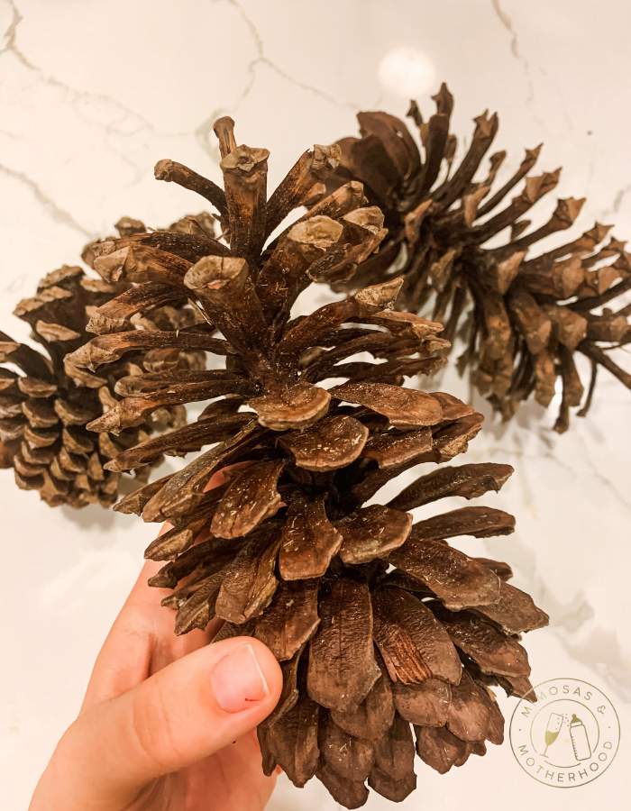 cleaned pine cones