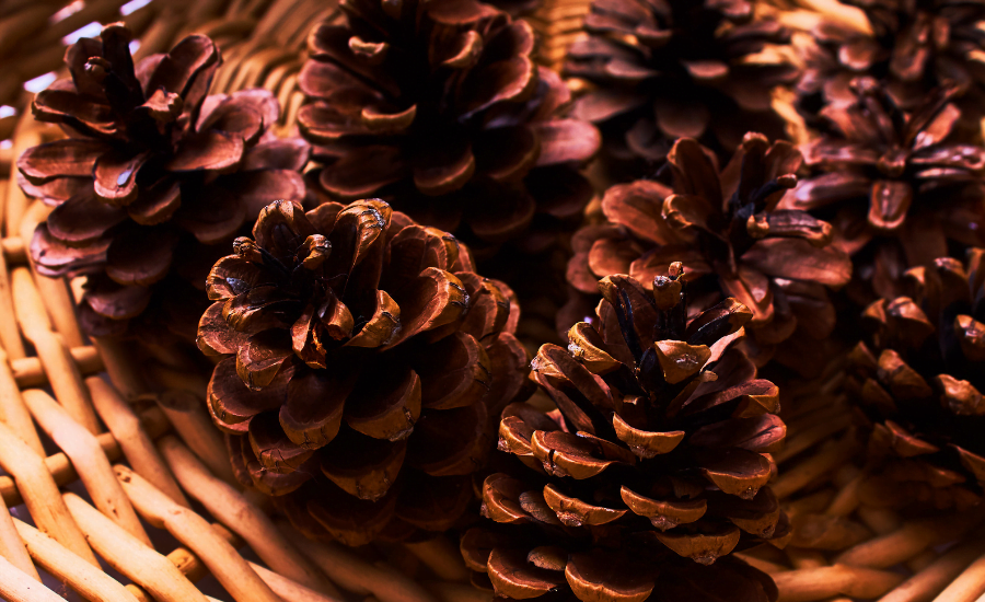 pinecones in a basket