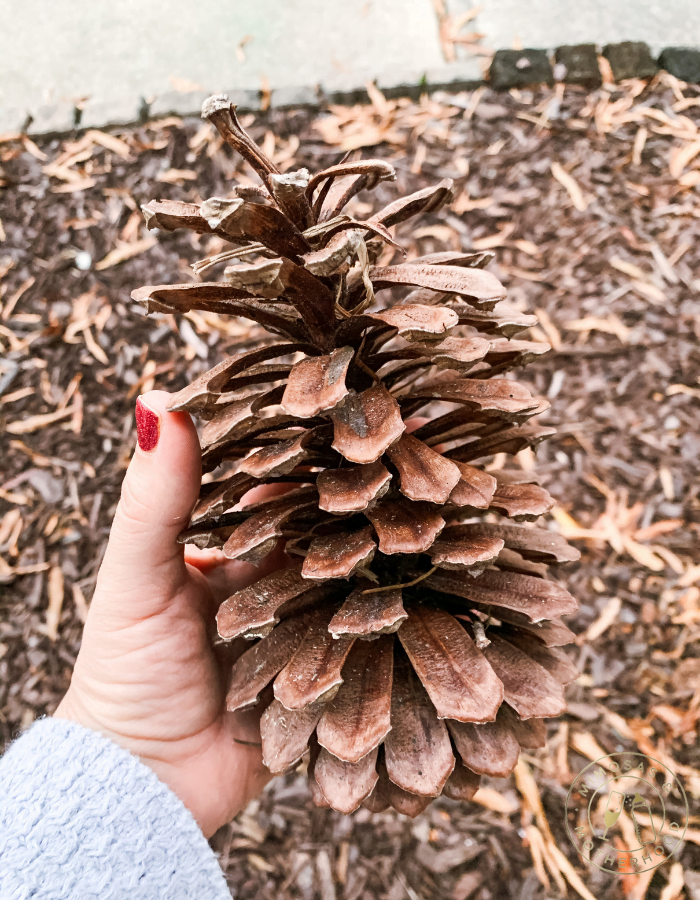 large pinecone found outside