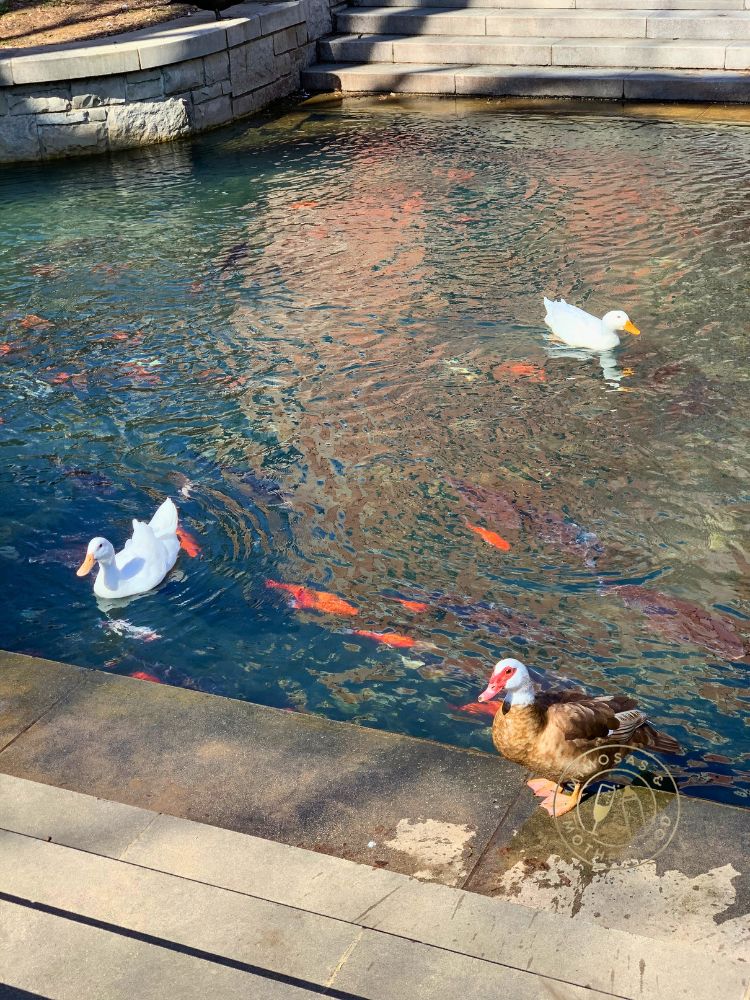 Images shows the ducks and koi fish at the park