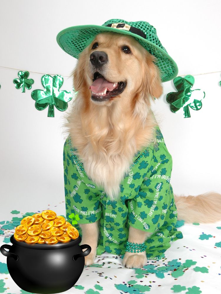 image shows a dog wearing green
